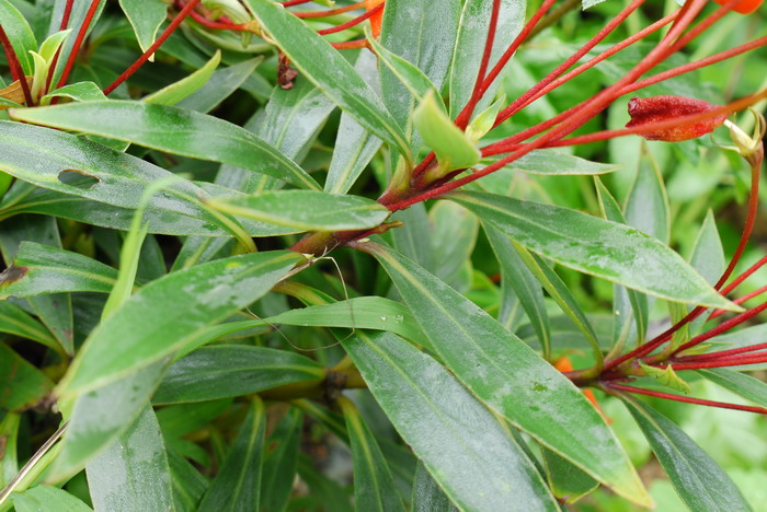 葡萄种植技术与管理