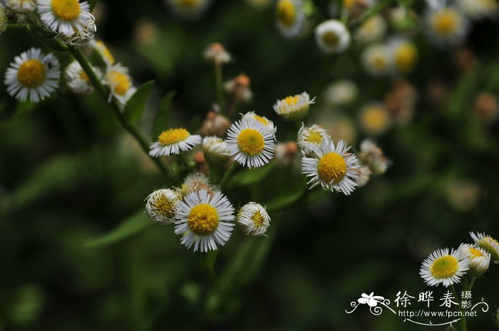 野苦荬菜