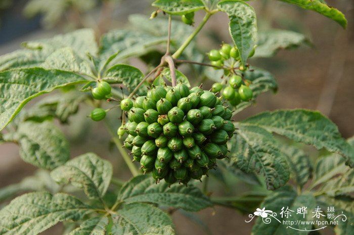 花盆下面没有孔可以吗