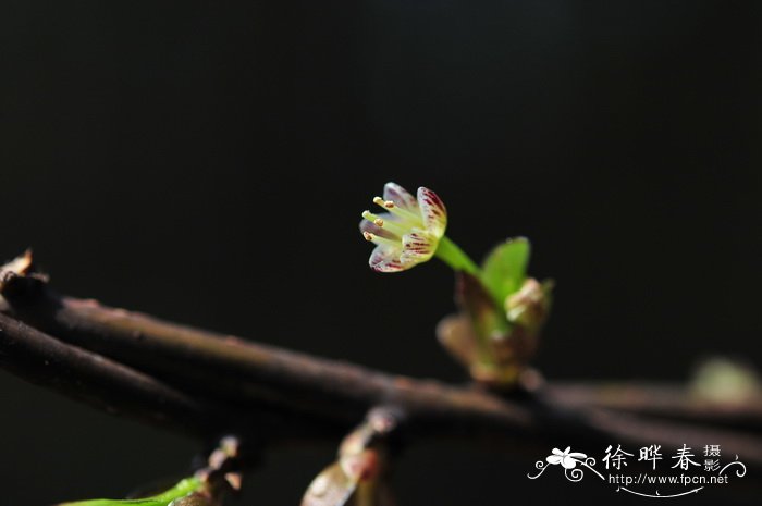 江西庐山盛产什么茶