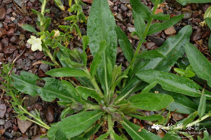 5月花