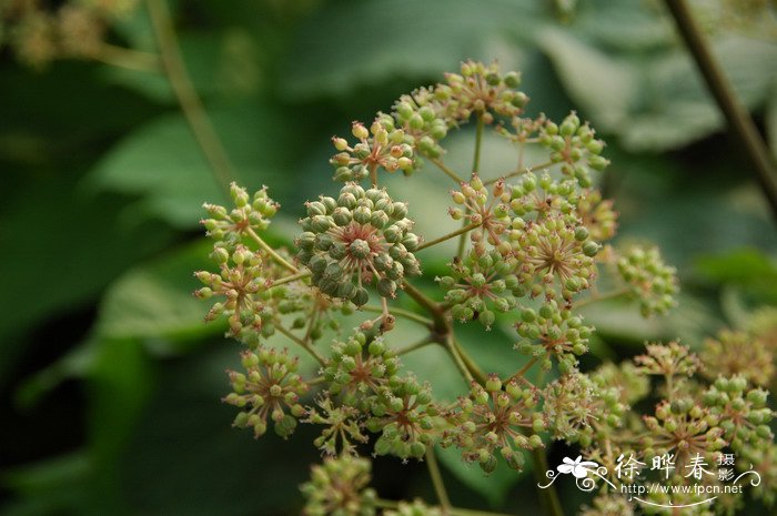 水仙花的养殖方法