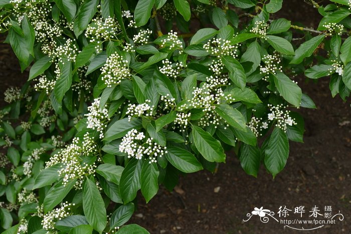 热带植物