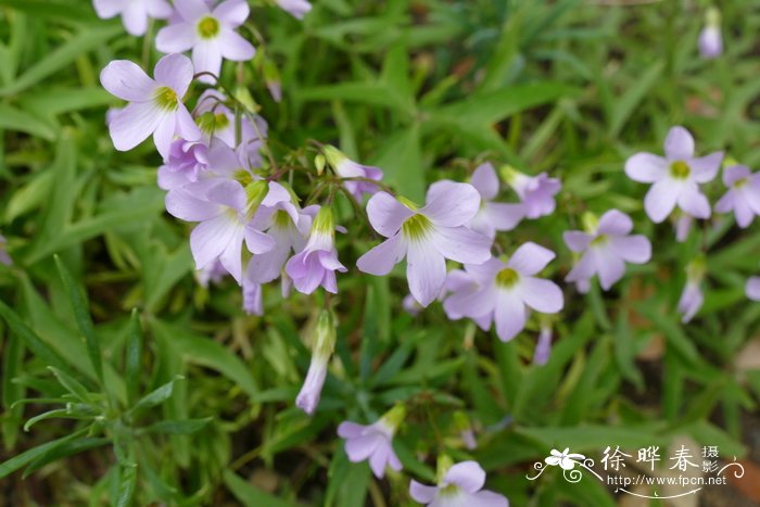 番红花花语