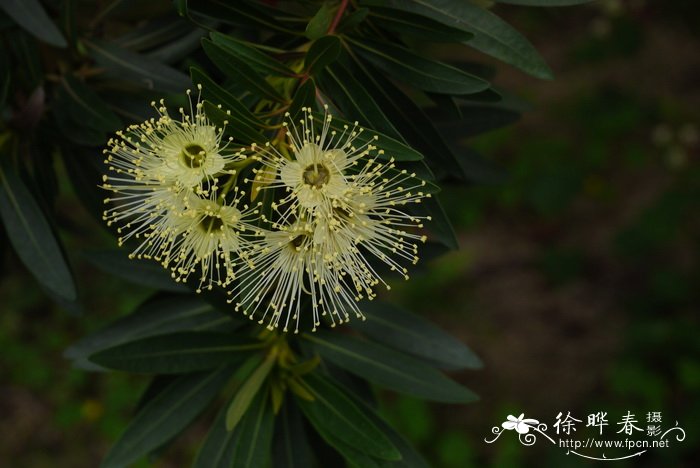 各种花开放的时间