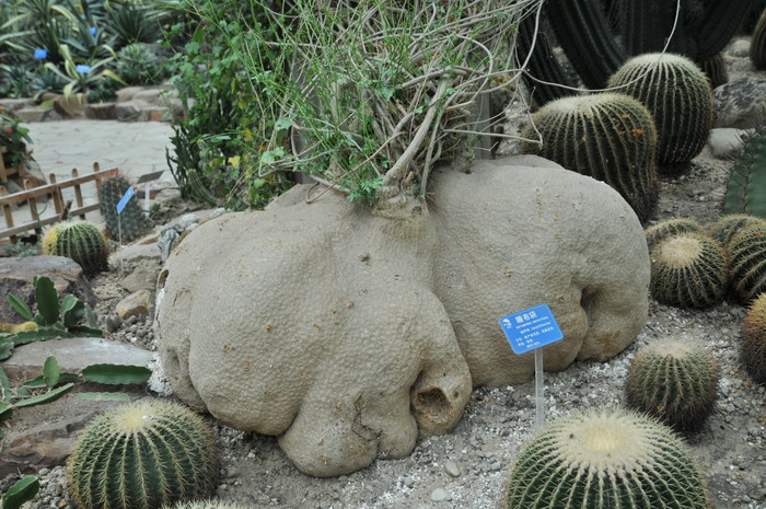 桂花花期