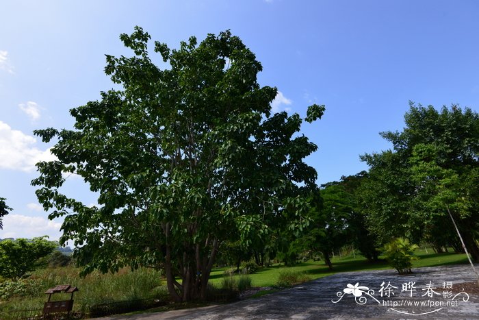 桂花怎么保存不变色还有香气