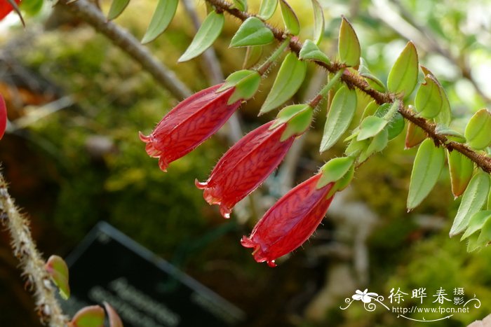 黑心菊