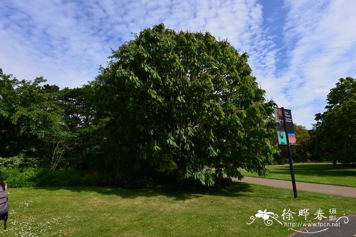 石榴花是什么颜色