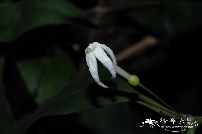 大棚西瓜种植技术