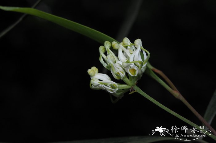 小桂花树苗