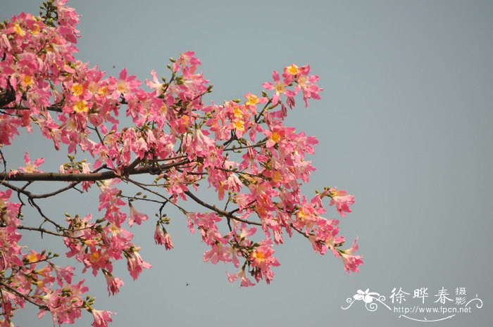 紫花地丁的图片