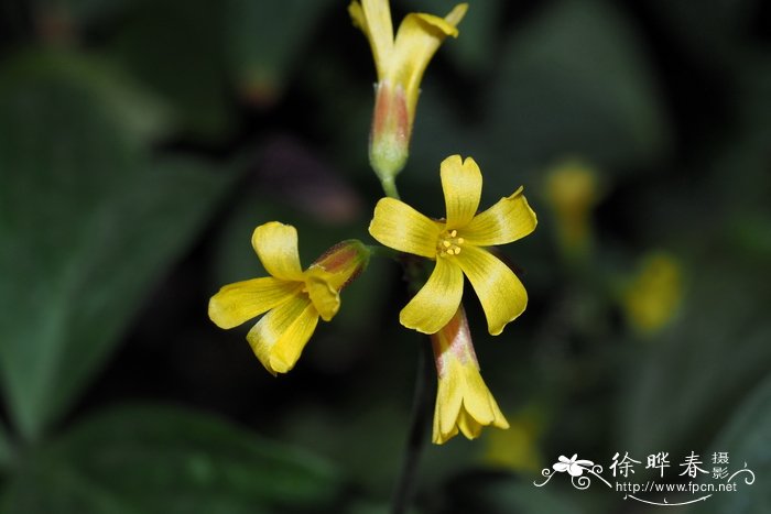 温州市的市花是什么花