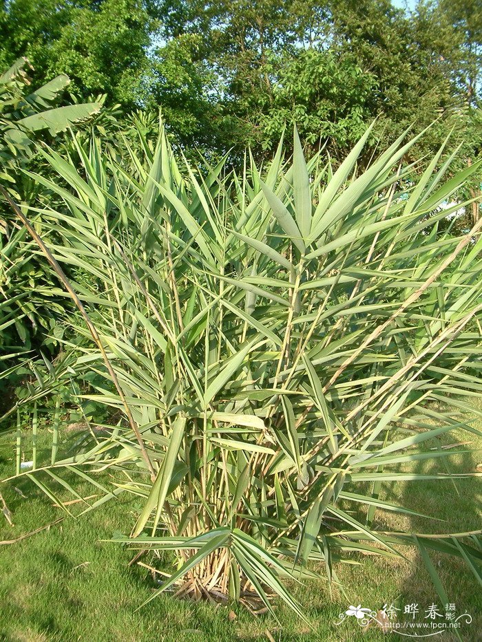 室内种植药材