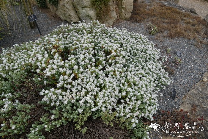 樱花花语