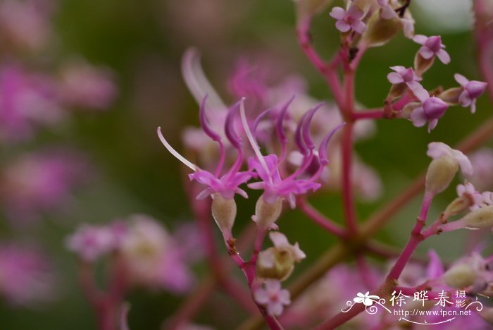 木槿花语