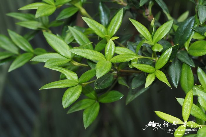 办公室最旺风水又好养的植物