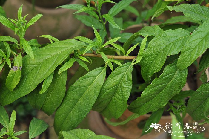 花草图片风景图片大全