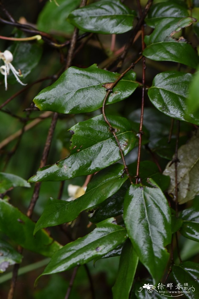 山茶花什么季节开