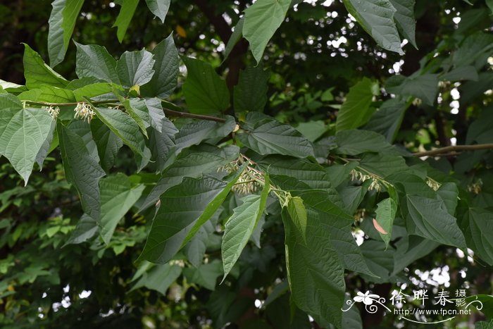 蕨类植物图片