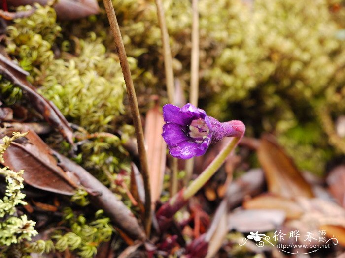 茄花