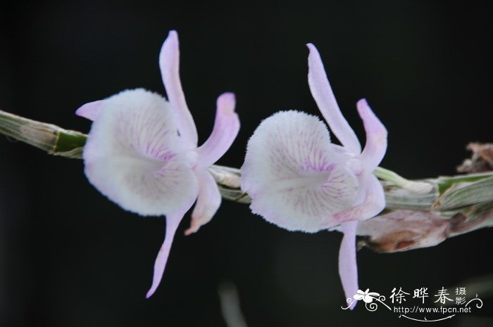 上海婚博会