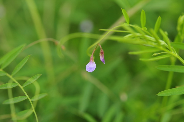 食虫植物