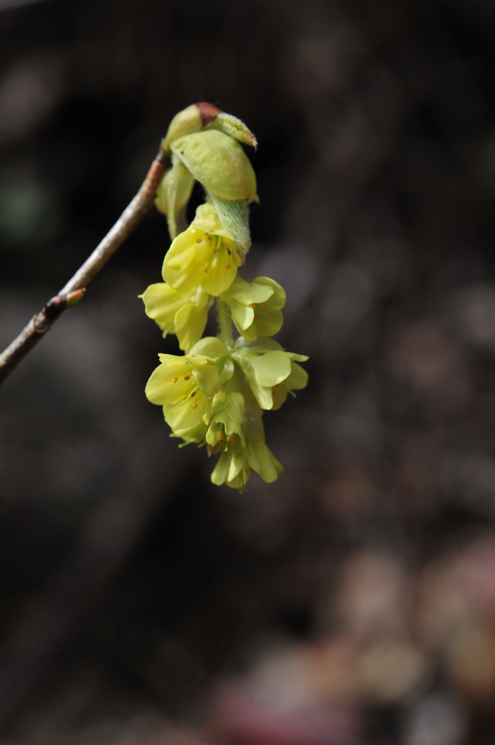 春季时令蔬菜