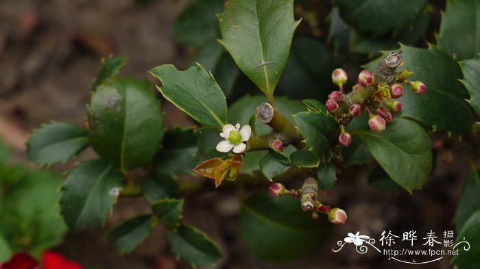 家里坚决不能养的花