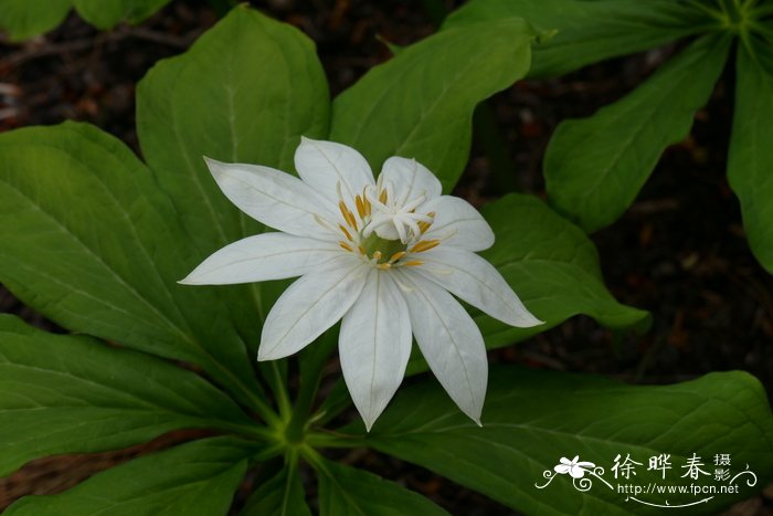 芍药花的养殖方法和注意事项