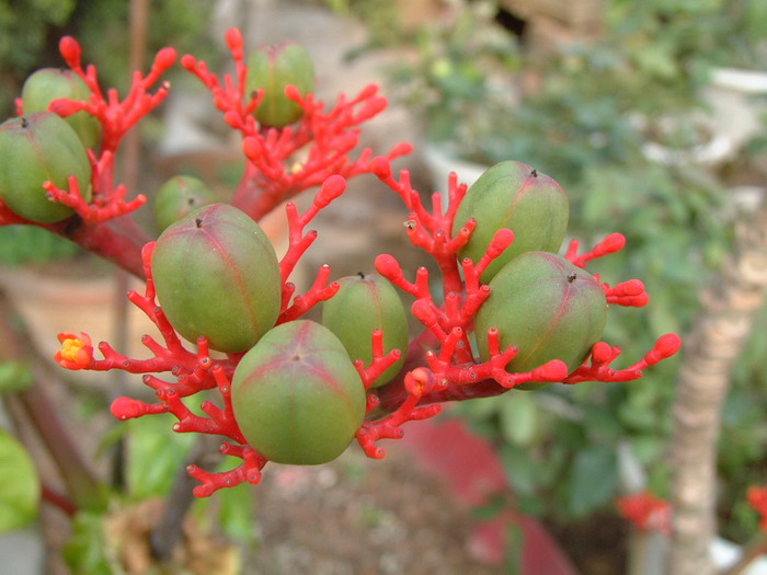 仙人掌的花语