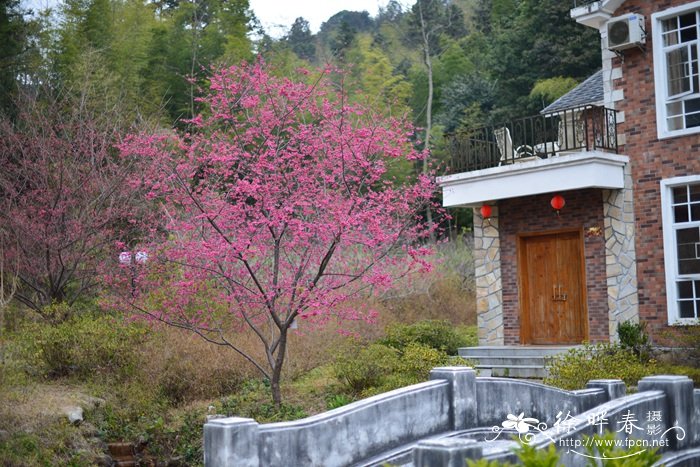 花卉栽培技术