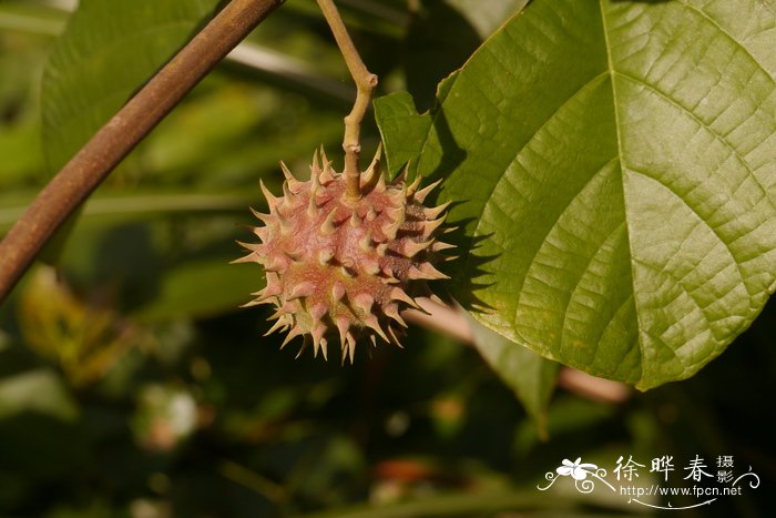 芍药是白芍还是赤芍