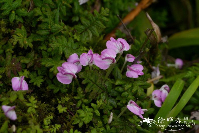 吊灯花