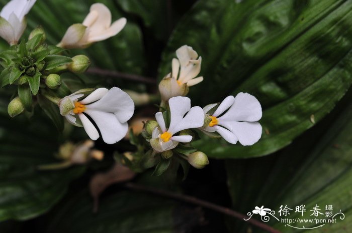 葡萄种植技术与管理