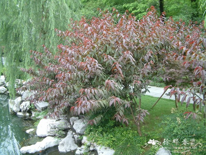 卧室植物风水