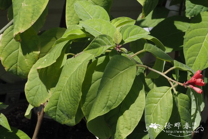 中国最大的薰衣草种植基地在哪里