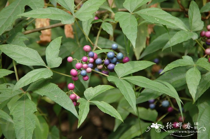 适合阳台种植的花卉有哪些