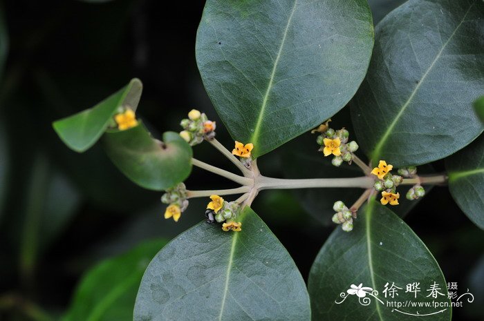 四季桂花树种植技术