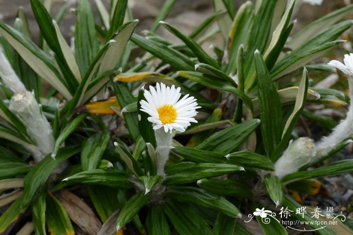 桃花照片