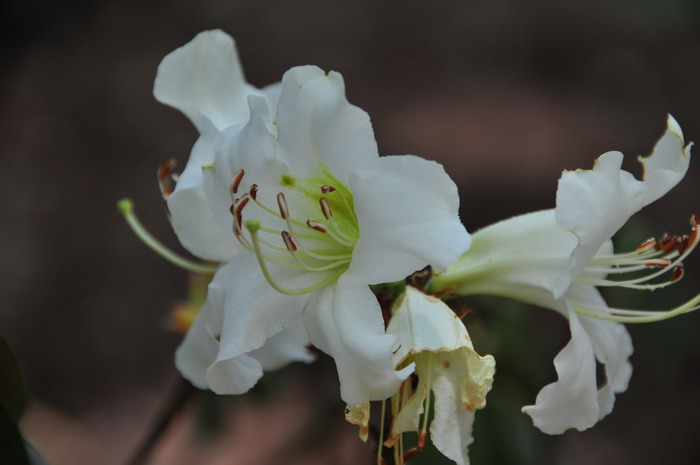 芙蓉花语