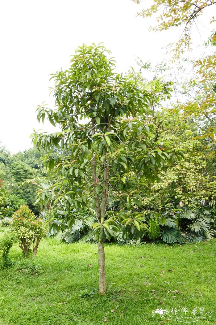 目前种植什么赚钱