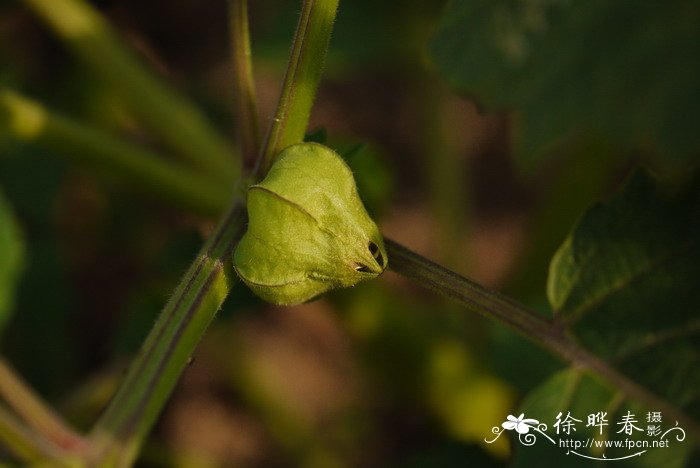 白兰花和白玉兰