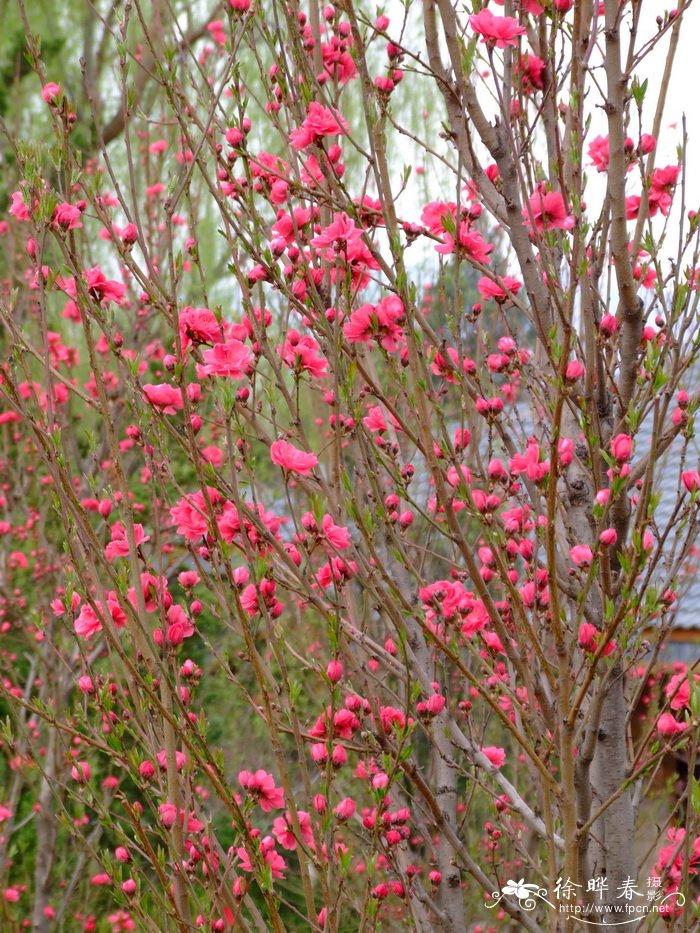 榕树花