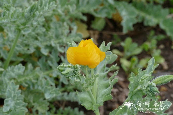 桂花花期