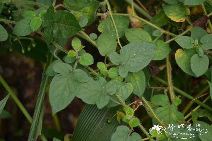 家里坚决不能养的花