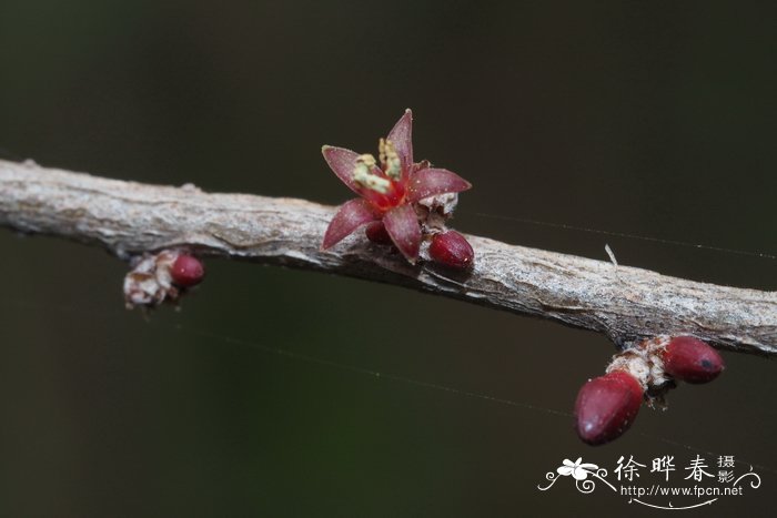 玉兰花语