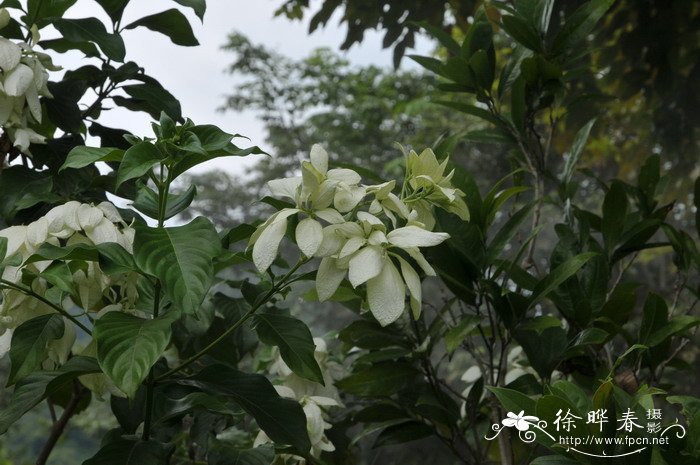 油茶树嫁接茶花