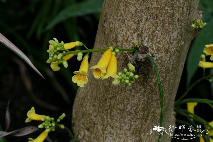 豹皮花