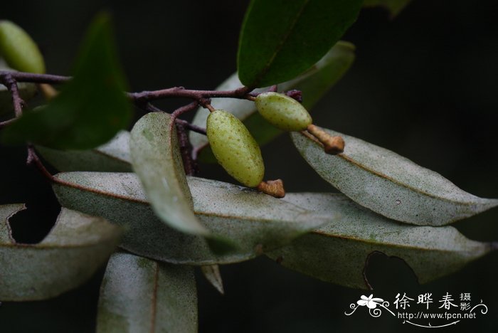 干花制作方法倒挂风干